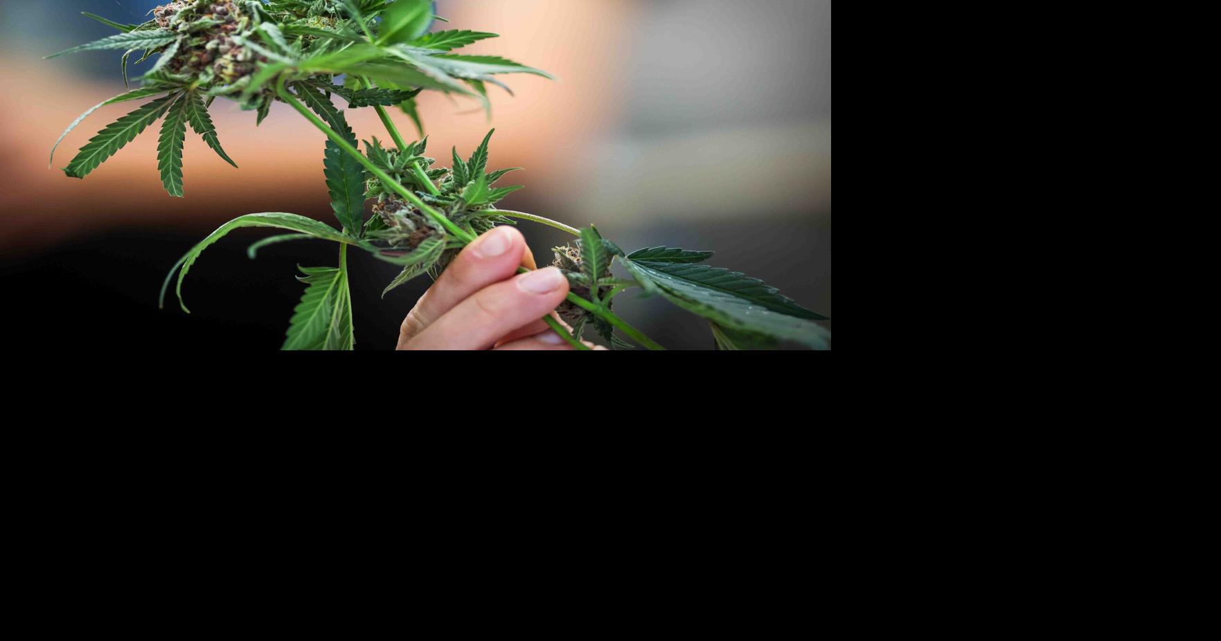 New for the backyard herb garden: cannabis