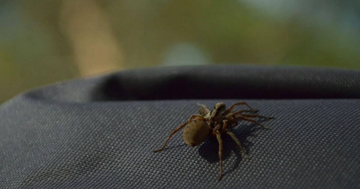 Spider Ritual Unique spider mating rituals captured in Rainbow Lake (with video ...