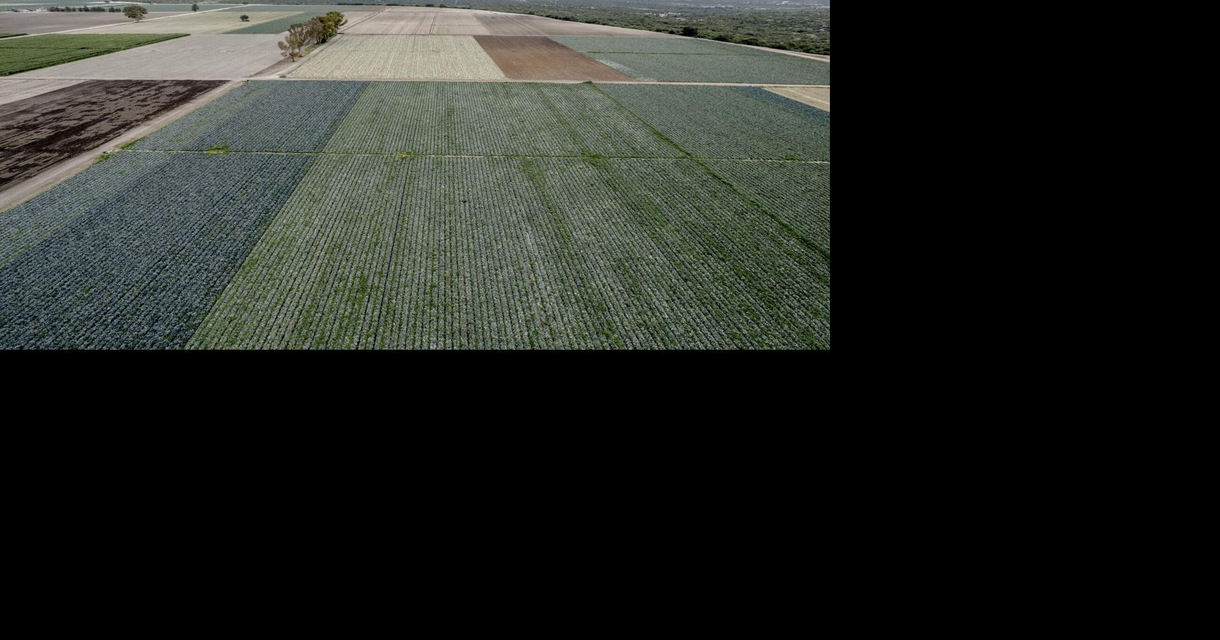 FDA Found Cyclospora During Taylor Farms Inspection in Mexico
