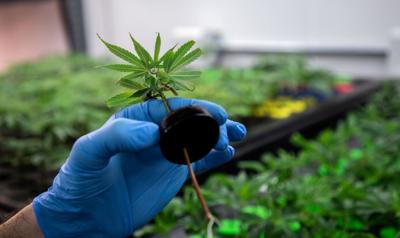 State legislators urge Hochul to allow state-licensed pot growers to sell to tribal dispensaries