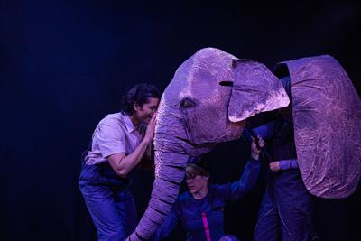 Cahoots’ 'The Vanishing Elephant'