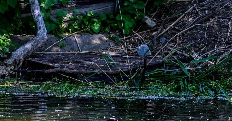 Scotia seeking to trap 'nuisance beavers' in Collins Lake - Vimarsana News