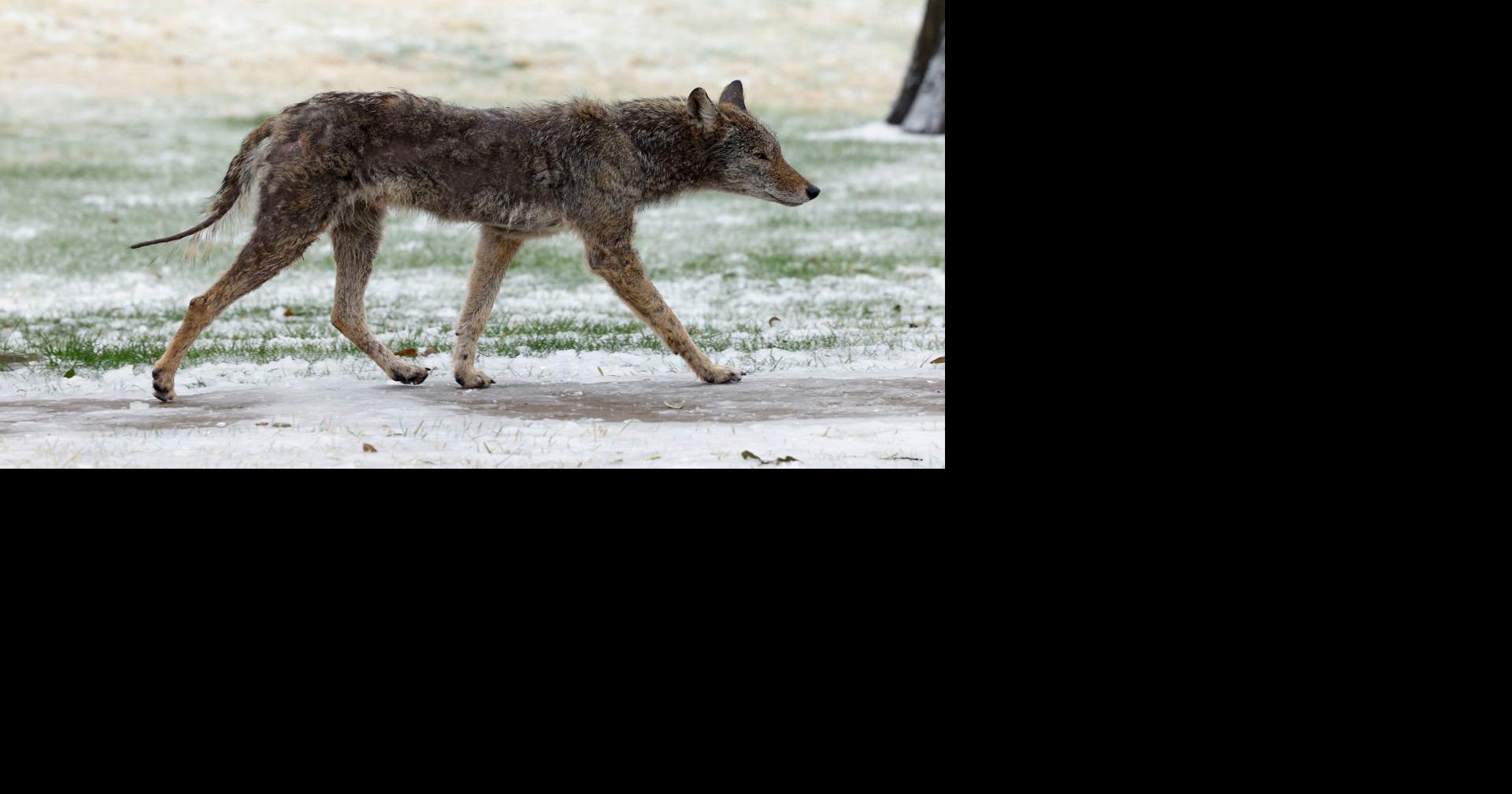 Coyote, bobcat sightings on the rise in parts of Dallas-Fort Worth. Here’s how to stay safe
