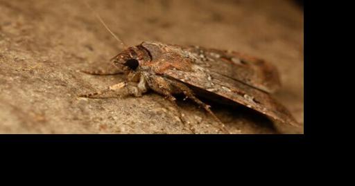 Australian Moth navigating using stars