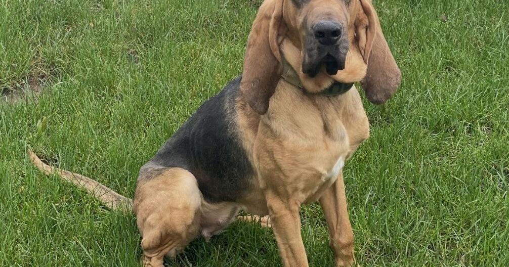 Albany Sheriff bloodhound found dead on Thruway, other arrests