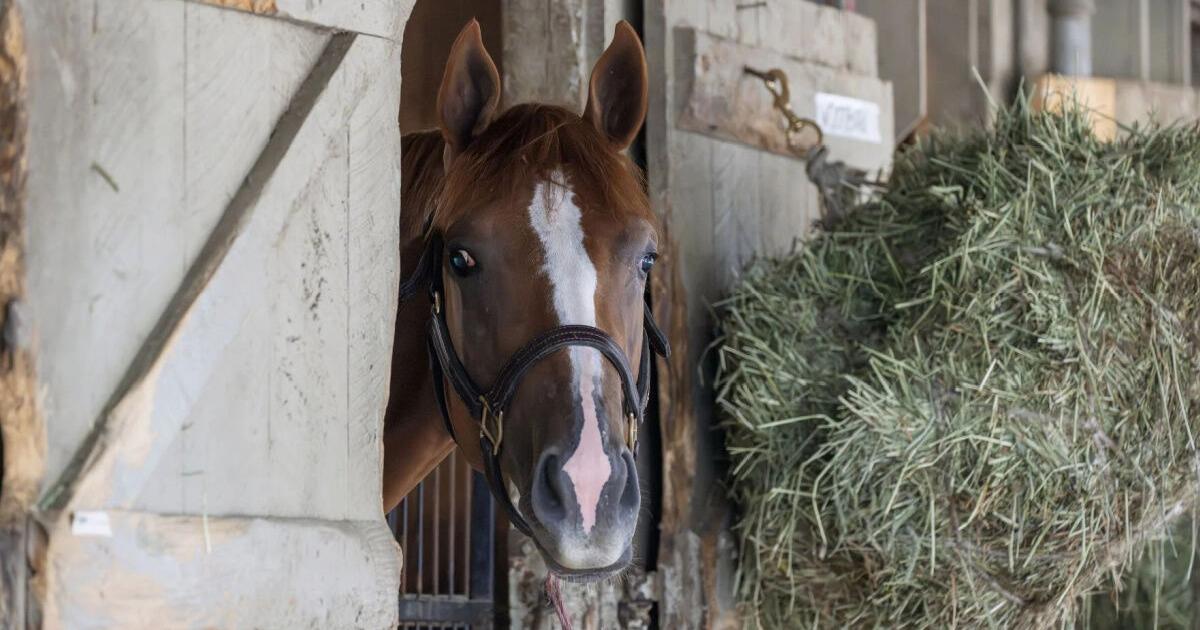 Little brother Woodburn brings some buzz despite being unraced