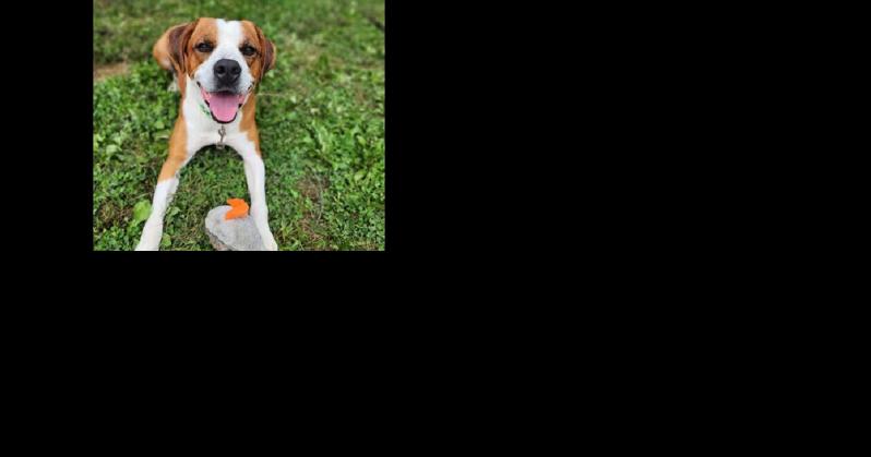 Pets Fur Adoption: Six dogs around the Capital Region - Vimarsana News