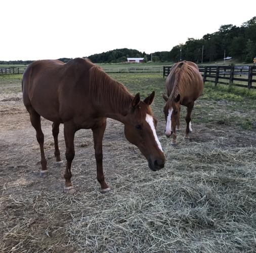Coxsackie horse sanctuary selected top 10 in nation