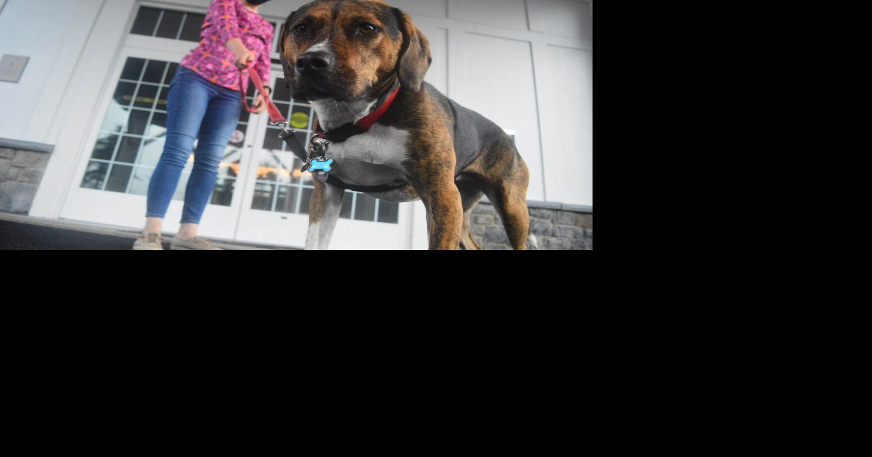 A dog’s day out | Local News | dailygazette.com