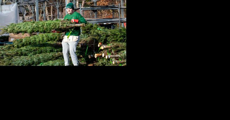 Where to recycle Christmas trees in the Capital Region - Vimarsana News