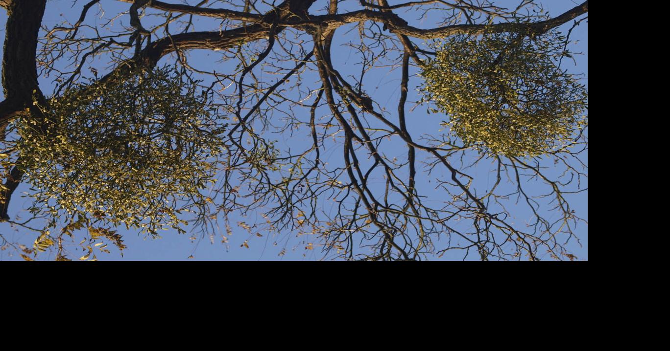 Mistletoe — facts and lore | Columns | dailygazette.com