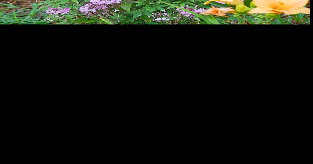 On Gardening: Senorita Rosalita garners Landscape Annual of the Year