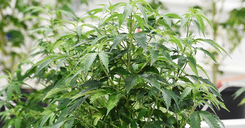State cannabis management office recalls 9 products | News