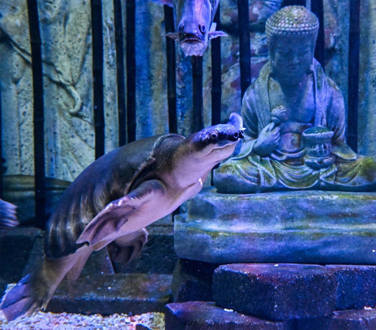 Snortford's birthday at Via Aquarium (Video, 10 Photos), News