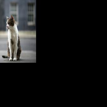 Paw patrol: Larry the cat marks 15 years at 10 Downing Street