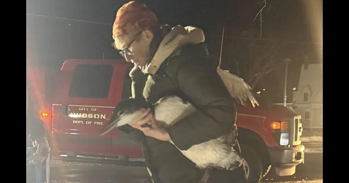 Police, firefighters save loon trapped on Catskill Creek | News ...