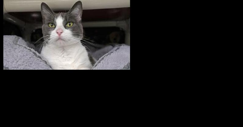 Pets Fur Adoption — In Schenectady and Albany County (5 pets) - Vimarsana News