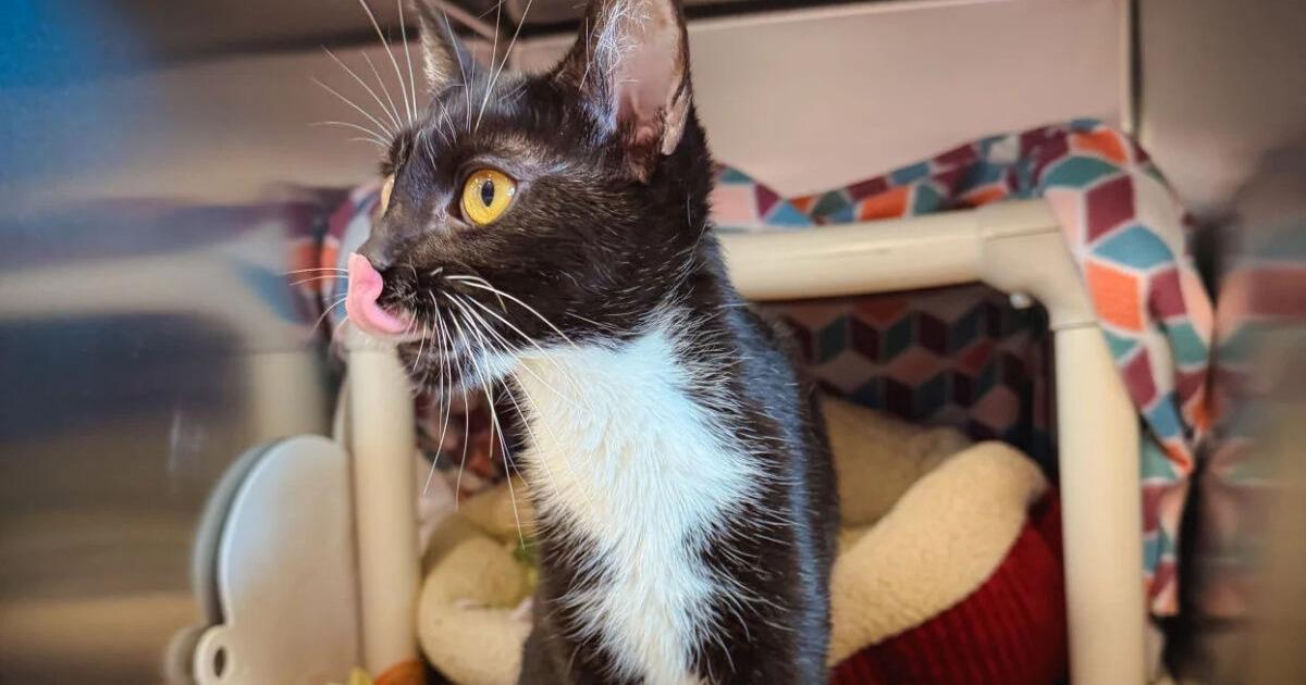 Animal Chronicles : Cats of all ages deserve the spotlight