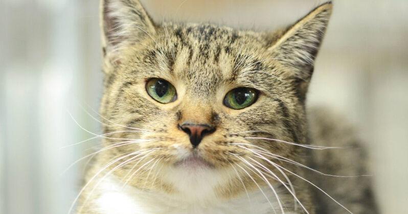 Pets Fur Adoption: 4 cats looking for their forever home - Vimarsana News