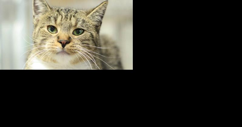 Pets Fur Adoption: 4 cats looking for their forever home - Vimarsana News