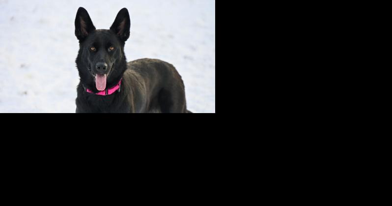 Pets Fur Adoption: 4 young dogs looking to be rehomed - Vimarsana News