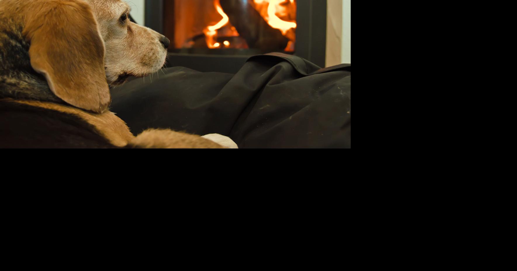 Pets and fire safety: AKC tips&nbsp;for&nbsp;keeping your dog from starting a fire