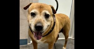 The joys of adopting senior pets: Animal Chronicles