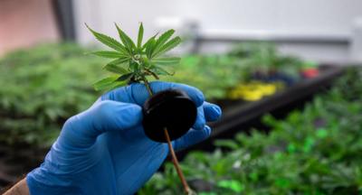 3 county hemp farms licensed to grow cannabis