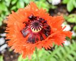 Asian Poppy in Rotterdam Garden