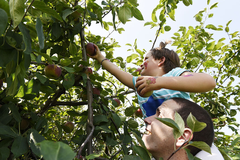 McIntosh Babies (Cortland, Empire, and Macoun) - New England Apples