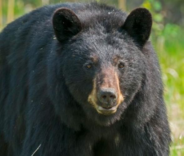 Catskills top state in bear harvest