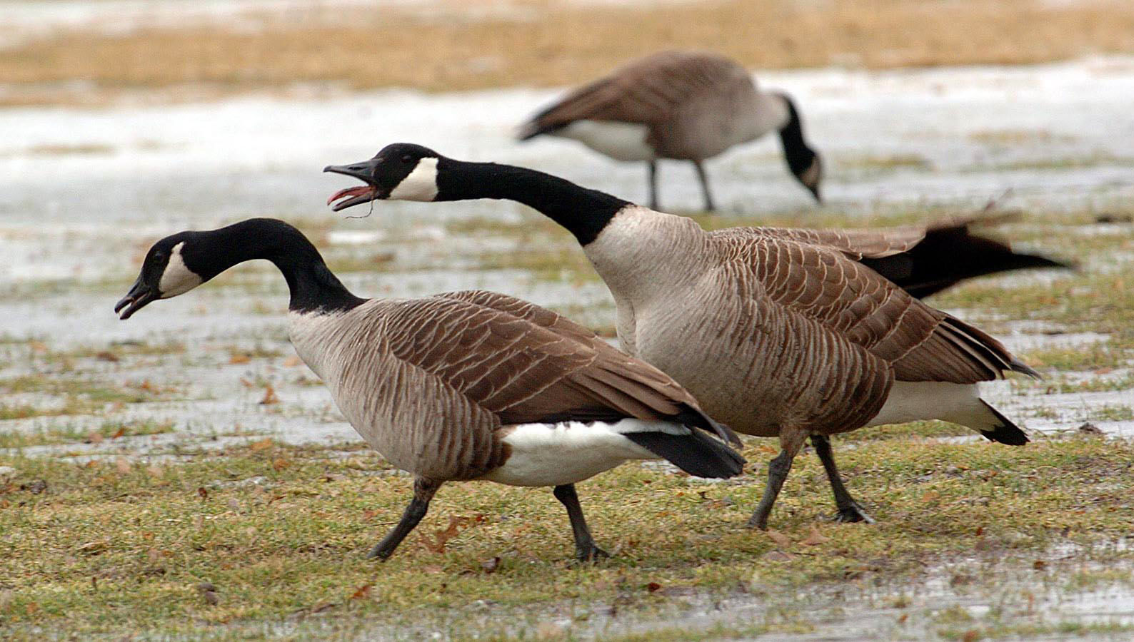 Canada goose clearance amsterdam price