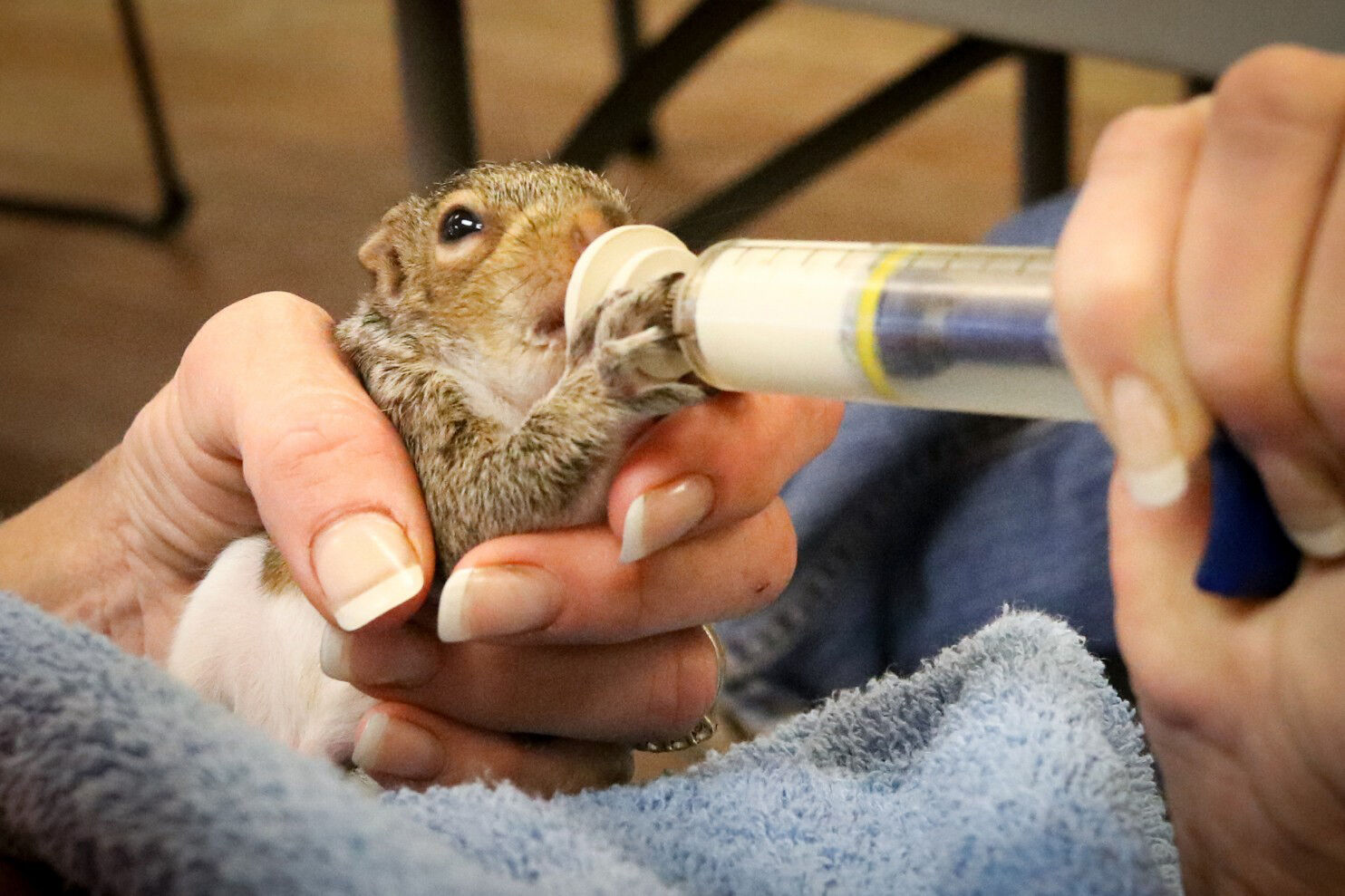 Hundreds of baby squirrels that fell from trees during storm are