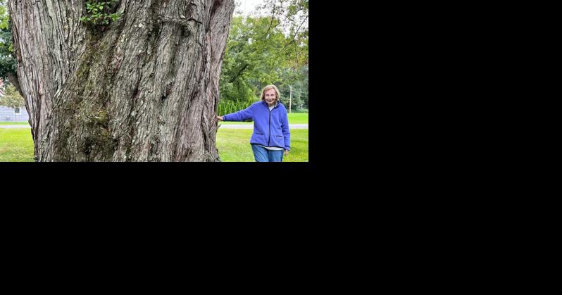 Largest silver maple in New York found in Montgomery County - Vimarsana News