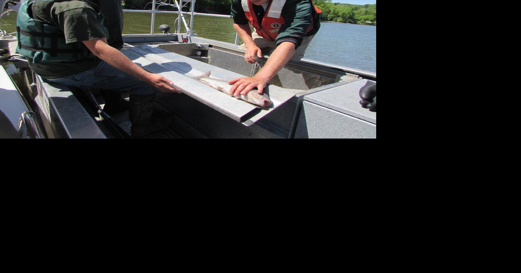 Researchers begin study of Mohawk River fish | News | dailygazette.com