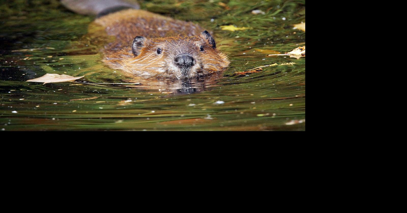Hundreds of animals test positive for rabies in New York each year