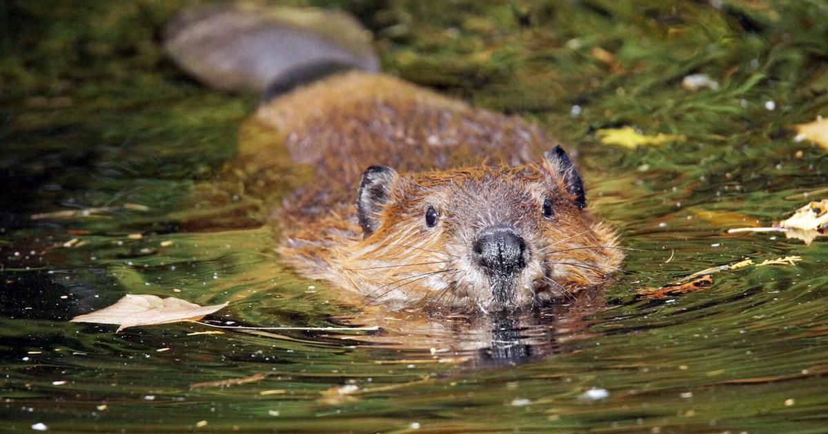 Hundreds of animals test positive for rabies in New York each year