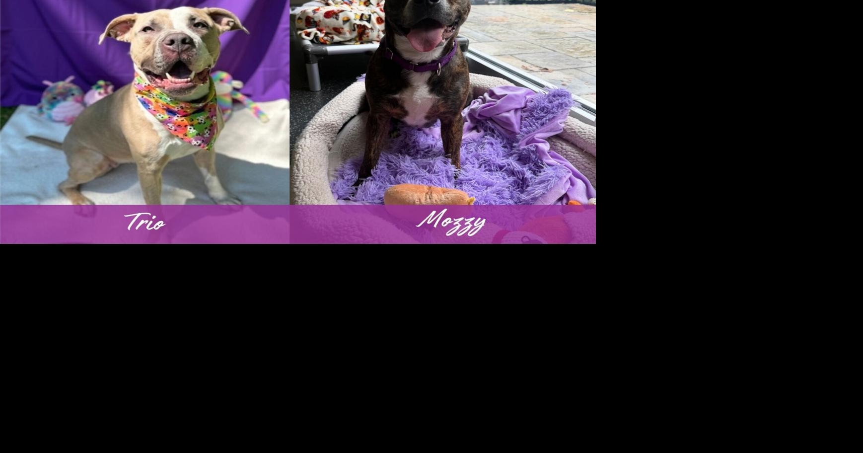 Meet Trio and Mozzy - still waiting, still worth it