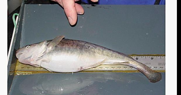 Bottom feeding fish is adapting to PCBs in the Hudson River ...