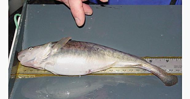Bc Bottom Fish Bottom feeding fish is adapting to PCBs in the Hudson River ...