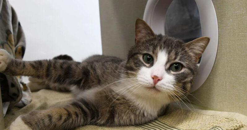 Spaying and neutering is essential for pets | Life & Arts