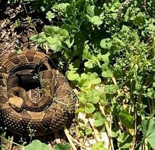 Rattlesnake relocated from Copake home