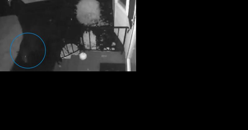 Black bear sightings reported in Rotterdam (with video) - Vimarsana News