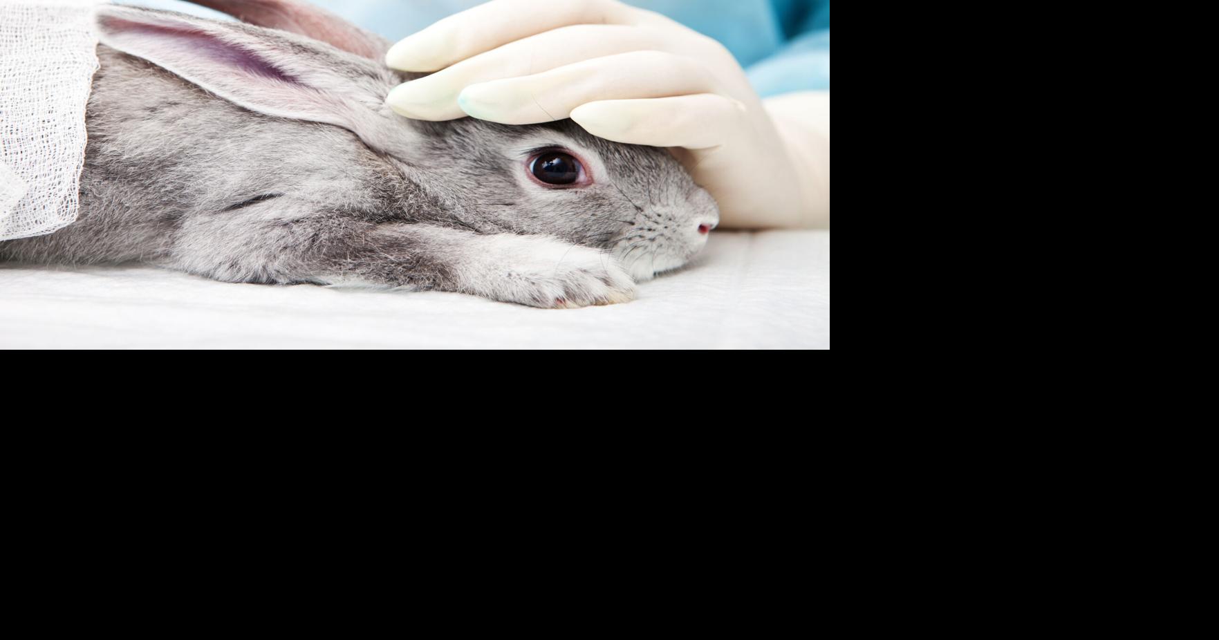 Commentary: An inconvenient truth — Animals always die in laboratories ...