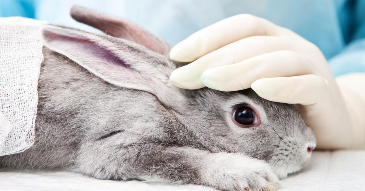 Truth Animals Commentary: An inconvenient truth — Animals always die in laboratories ...
