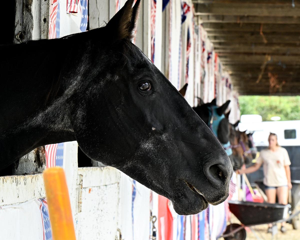 Photos A day at the 2024 Fonda Fair Photo Galleries