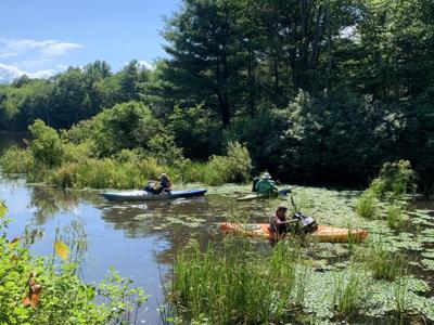 Volunteer to remove invasive water chestnut from Hand Hollow Conservation Area