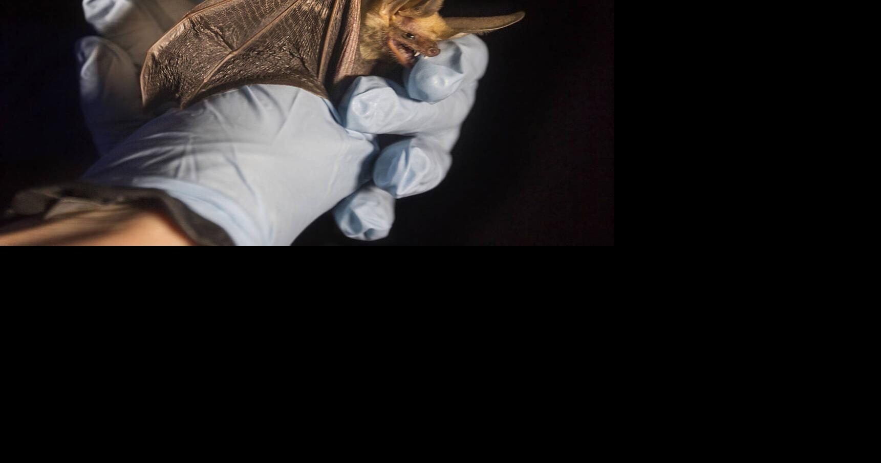 ‘It was a matter of time’: Diseased bats may have arrived in Las Vegas ...