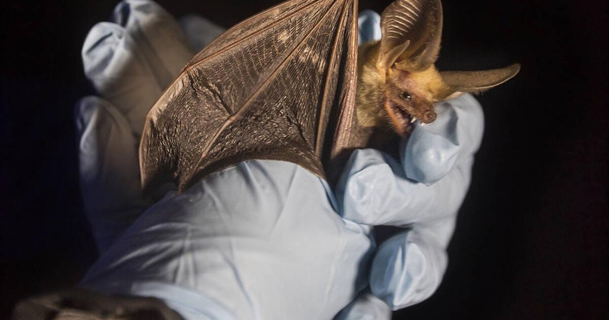 Bat Vip ‘It was a matter of time’: Diseased bats may have arrived in Las Vegas ...