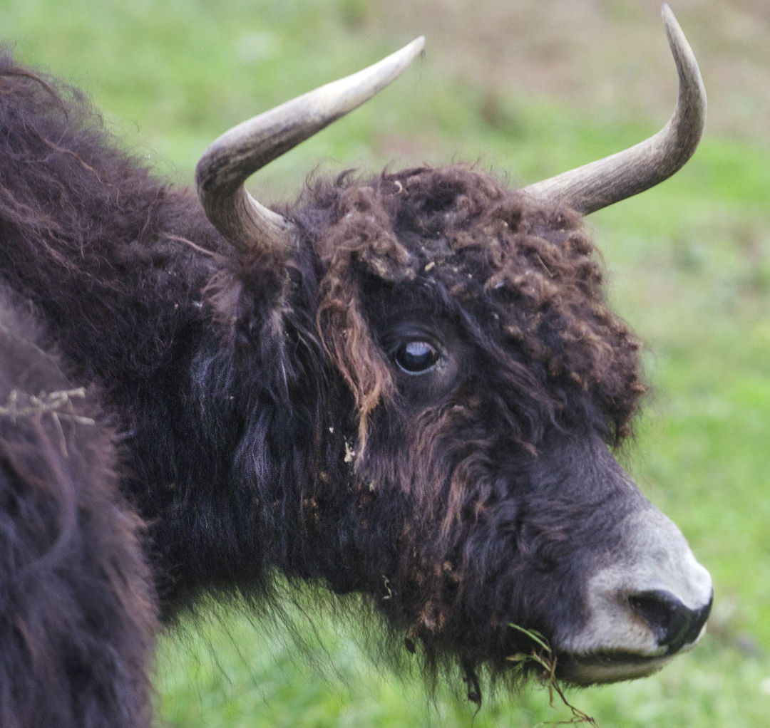 gnomoria yak not breeding